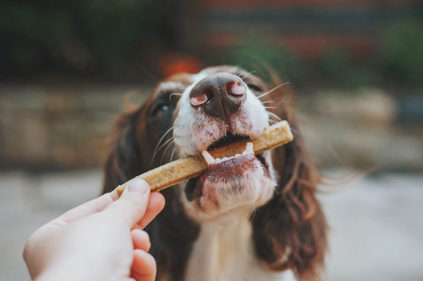 Barf Futterplan: Wie du einen individuellen Futterplan für deinen Hund erstellst