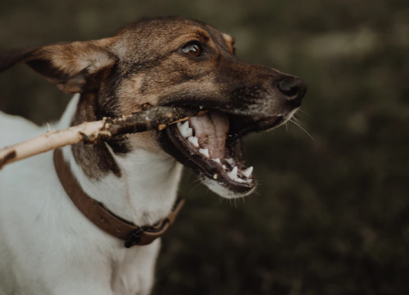 Hundekauartikel: Welche Kauartikel für Hunde besonders geeignet sind