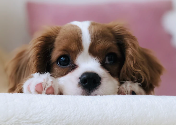 Anatomisch und ergonomisch - Warum Hundekissen mit Memory-Schaum die beste Wahl sind