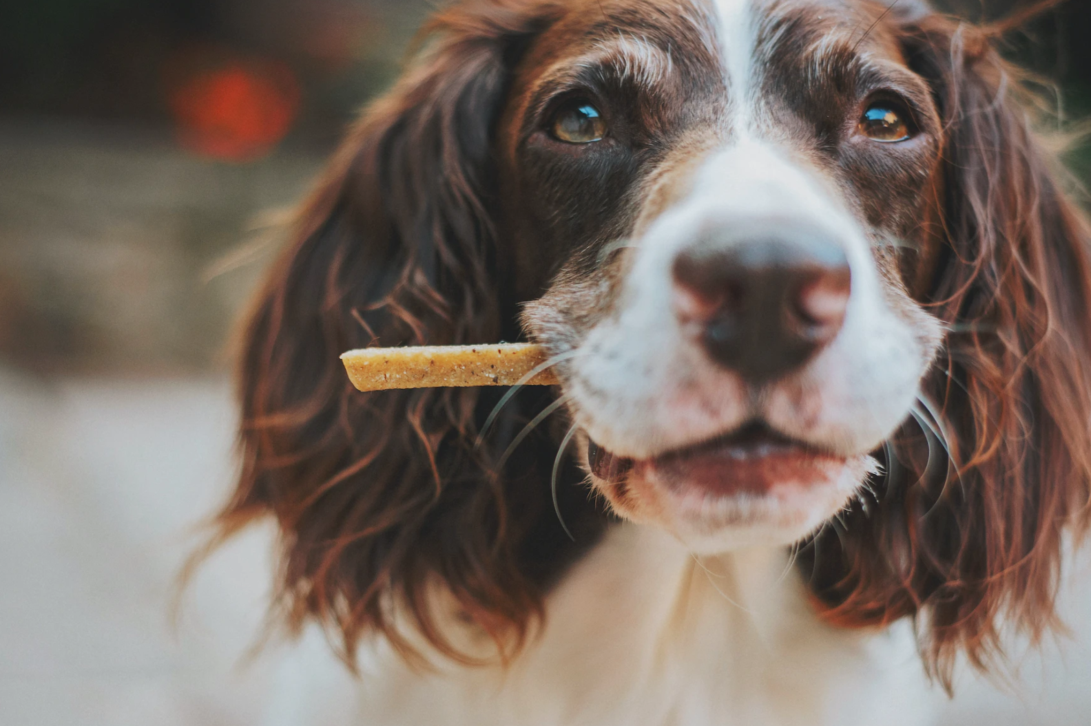 Hundeleckerlis selber machen: Einfache und schnelle Rezepte für hausgemachte Hundekekse